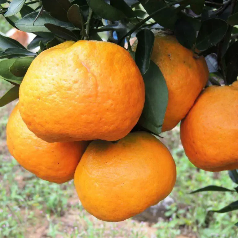 Colheita da ponkan deve aumentar